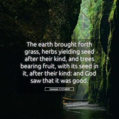 Picture 05 - Genesis 1:12 WEB - The earth brought forth grass, herbs yielding - Bible Verse Picture