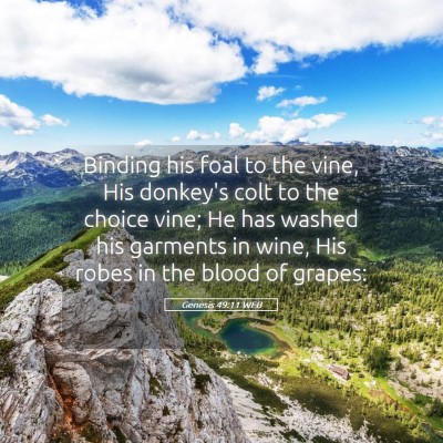Picture 05 - Genesis 49:11 WEB - Binding his foal to the vine, His donkey's colt - Bible Verse Picture