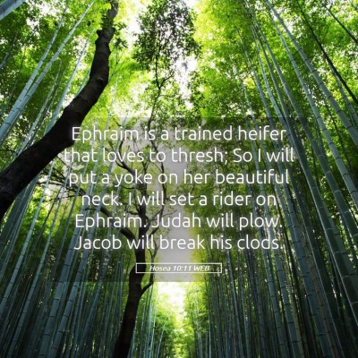 Picture 05 - Hosea 10:11 WEB - Ephraim is a trained heifer that loves to thresh; - Bible Verse Picture