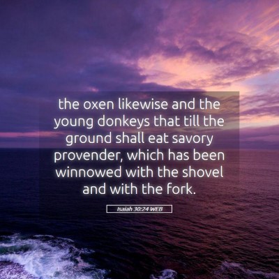 Picture 05 - Isaiah 30:24 WEB - the oxen likewise and the young donkeys that till - Bible Verse Picture