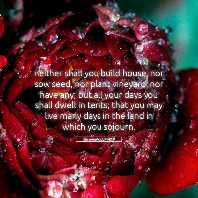 Picture 05 - Jeremiah 35:7 WEB - neither shall you build house, nor sow seed, nor - Bible Verse Picture