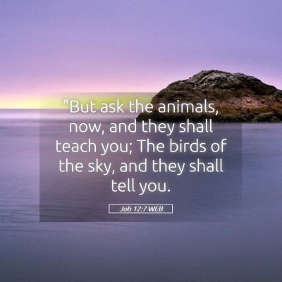 Picture 05 - Job 12:7 WEB - 
