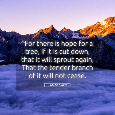 Picture 05 - Job 14:7 WEB - 