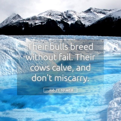 Picture 05 - Job 21:10 WEB - Their bulls breed without fail. Their cows calve, - Bible Verse Picture