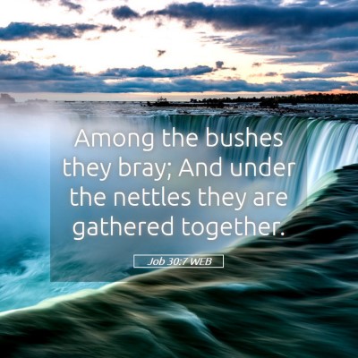 Picture 05 - Job 30:7 WEB - Among the bushes they bray; And under the nettles - Bible Verse Picture