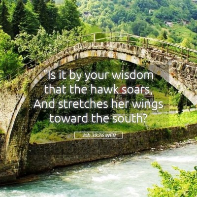 Picture 05 - Job 39:26 WEB - 