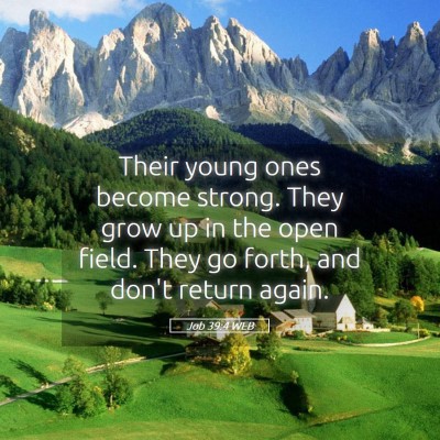 Picture 05 - Job 39:4 WEB - Their young ones become strong. They grow up in - Bible Verse Picture
