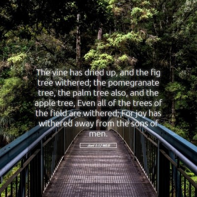 Picture 05 - Joel 1:12 WEB - The vine has dried up, and the fig tree withered; - Bible Verse Picture