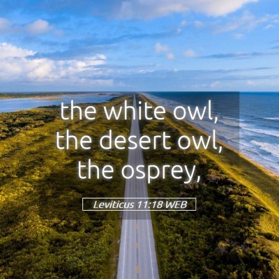 Picture 05 - Leviticus 11:18 WEB - the white owl, the desert owl, the - Bible Verse Picture
