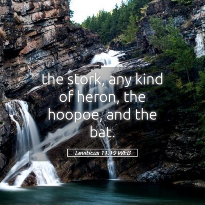 Picture 05 - Leviticus 11:19 WEB - the stork, any kind of heron, the hoopoe, and the - Bible Verse Picture