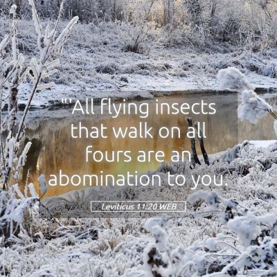 Picture 05 - Leviticus 11:20 WEB - 