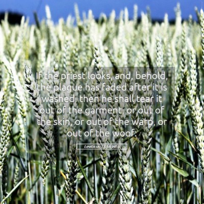 Picture 05 - Leviticus 13:56 WEB - If the priest looks, and, behold, the plague has - Bible Verse Picture