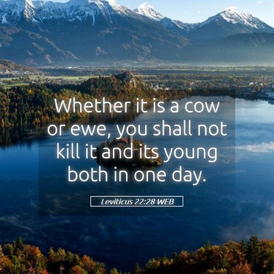 Picture 05 - Leviticus 22:28 WEB - Whether it is a cow or ewe, you shall not kill it - Bible Verse Picture