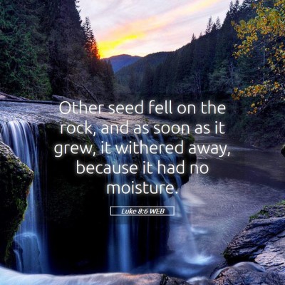 Picture 05 - Luke 8:6 WEB - Other seed fell on the rock, and as soon as it - Bible Verse Picture