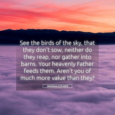 Picture 05 - Matthew 6:26 WEB - See the birds of the sky, that they don't sow, - Bible Verse Picture