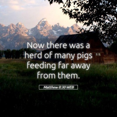 Picture 05 - Matthew 8:30 WEB - Now there was a herd of many pigs feeding far - Bible Verse Picture