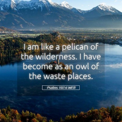 Picture 05 - Psalms 102:6 WEB - I am like a pelican of the wilderness. I have - Bible Verse Picture