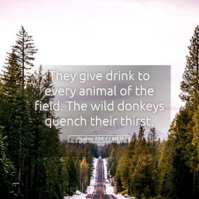 Picture 05 - Psalms 104:11 WEB - They give drink to every animal of the field. The - Bible Verse Picture