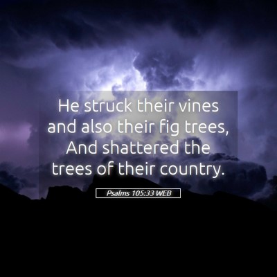 Picture 05 - Psalms 105:33 WEB - He struck their vines and also their fig trees, - Bible Verse Picture