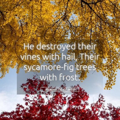 Picture 05 - Psalms 78:47 WEB - He destroyed their vines with hail, Their - Bible Verse Picture