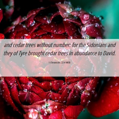 Picture 06 - 1 Chronicles 22:4 WEB - and cedar trees without number: for the Sidonians - Bible Verse Picture