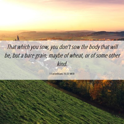 Picture 06 - 1 Corinthians 15:37 WEB - That which you sow, you don't sow the body that - Bible Verse Picture