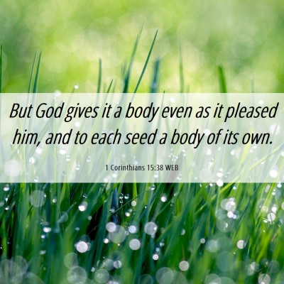 Picture 06 - 1 Corinthians 15:38 WEB - But God gives it a body even as it pleased him, - Bible Verse Picture
