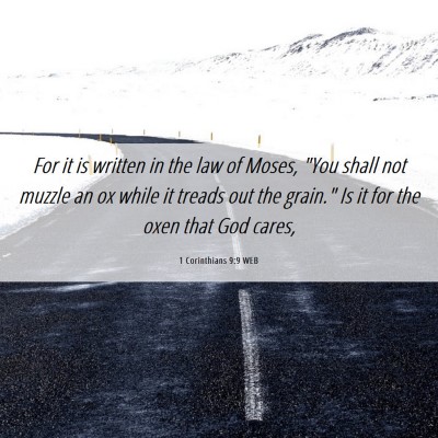 Picture 06 - 1 Corinthians 9:9 WEB - For it is written in the law of Moses, 