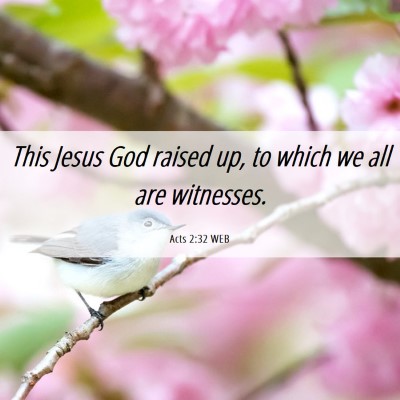 Picture 06 - Acts 2:32 WEB - This Jesus God raised up, to which we all are - Bible Verse Picture