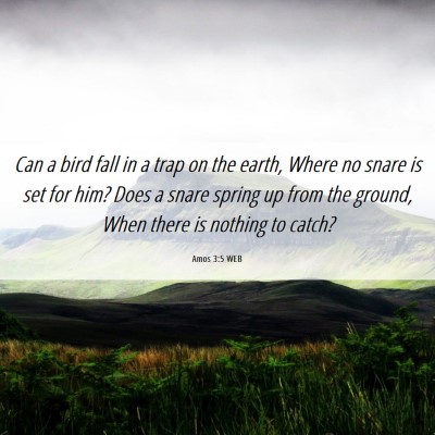 Picture 06 - Amos 3:5 WEB - Can a bird fall in a trap on the earth, Where no - Bible Verse Picture