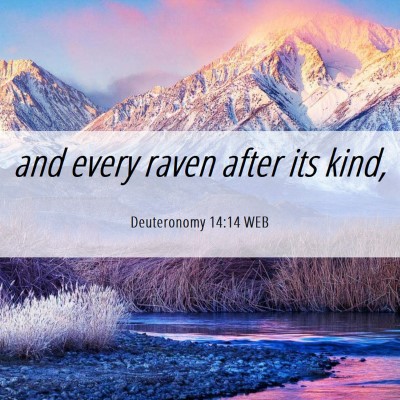 Picture 06 - Deuteronomy 14:14 WEB - and every raven after its - Bible Verse Picture