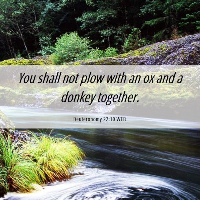 Picture 06 - Deuteronomy 22:10 WEB - You shall not plow with an ox and a donkey - Bible Verse Picture