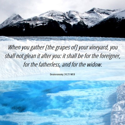 Picture 06 - Deuteronomy 24:21 WEB - When you gather [the grapes of] your vineyard, - Bible Verse Picture