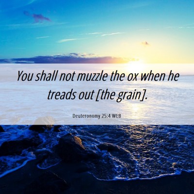 Picture 06 - Deuteronomy 25:4 WEB - You shall not muzzle the ox when he treads out - Bible Verse Picture