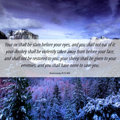 Picture 06 - Deuteronomy 28:31 WEB - Your ox shall be slain before your eyes, and you - Bible Verse Picture