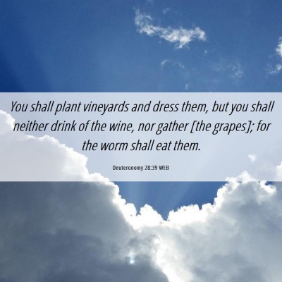 Picture 06 - Deuteronomy 28:39 WEB - You shall plant vineyards and dress them, but you - Bible Verse Picture