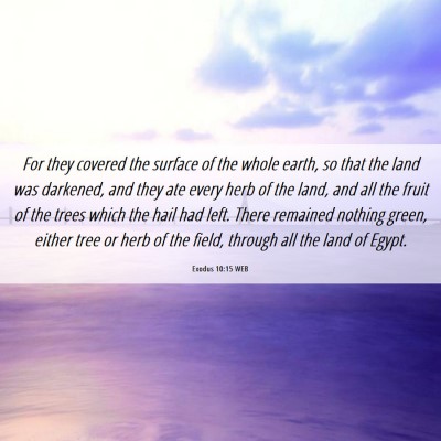 Picture 06 - Exodus 10:15 WEB - For they covered the surface of the whole earth, - Bible Verse Picture