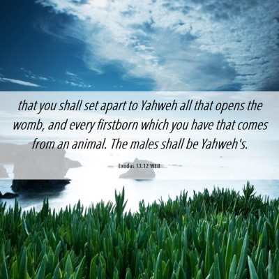 Picture 06 - Exodus 13:12 WEB - that you shall set apart to Yahweh all that opens - Bible Verse Picture