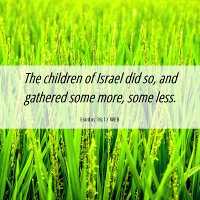 Picture 06 - Exodus 16:17 WEB - The children of Israel did so, and gathered some - Bible Verse Picture