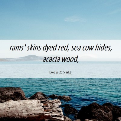 Picture 06 - Exodus 25:5 WEB - rams' skins dyed red, sea cow hides, acacia - Bible Verse Picture