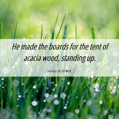 Picture 06 - Exodus 36:20 WEB - He made the boards for the tent of acacia wood, - Bible Verse Picture