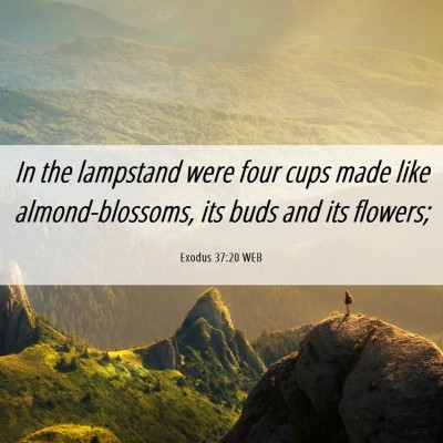 Picture 06 - Exodus 37:20 WEB - In the lampstand were four cups made like - Bible Verse Picture