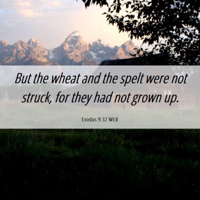 Picture 06 - Exodus 9:32 WEB - But the wheat and the spelt were not struck, for - Bible Verse Picture