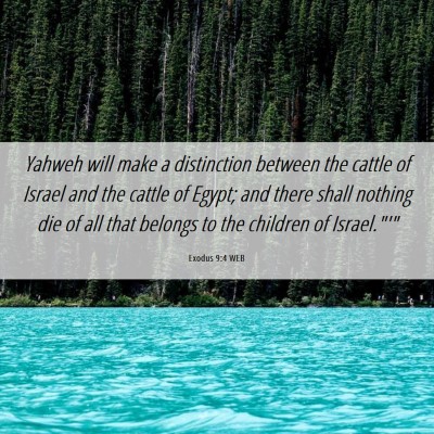 Picture 06 - Exodus 9:4 WEB - Yahweh will make a distinction between the cattle - Bible Verse Picture