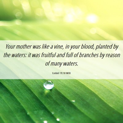 Picture 06 - Ezekiel 19:10 WEB - Your mother was like a vine, in your blood, - Bible Verse Picture