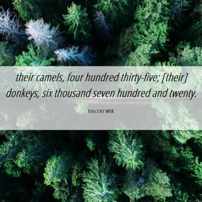 Picture 06 - Ezra 2:67 WEB - their camels, four hundred thirty-five; [their] - Bible Verse Picture