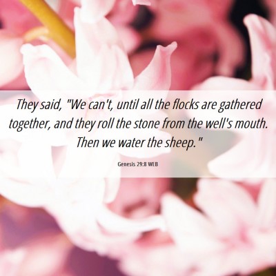 Picture 06 - Genesis 29:8 WEB - They said, 