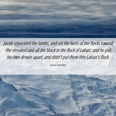 Picture 06 - Genesis 30:40 WEB - Jacob separated the lambs, and set the faces of - Bible Verse Picture