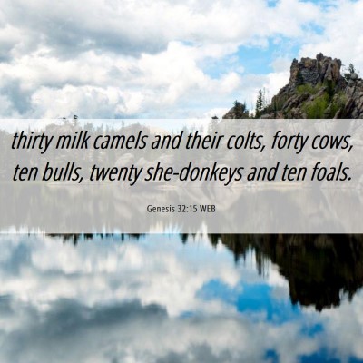 Picture 06 - Genesis 32:15 WEB - thirty milk camels and their colts, forty cows, - Bible Verse Picture