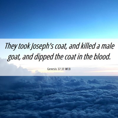 Picture 06 - Genesis 37:31 WEB - They took Joseph's coat, and killed a male goat, - Bible Verse Picture